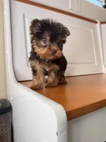 Bella, a female Yorkshire Terrier for sale in Victorville, CA – 5 of 5
