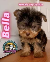 Bella, a female Yorkshire Terrier for sale in Victorville, CA – 1 of 5