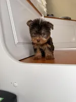 Bella, a female Yorkshire Terrier for sale in Victorville, CA – 2 of 5