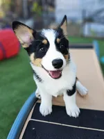 Messi, a male Pembroke Welsh Corgi for sale in Conroe, TX – Photo 6 of 6