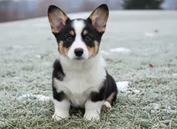 Messi, a male Pembroke Welsh Corgi for sale in Conroe, TX – Photo 2 of 6