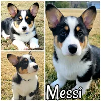 Messi, a male Pembroke Welsh Corgi for sale in Conroe, TX – Photo 1 of 6