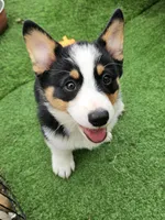 Messi, a male Pembroke Welsh Corgi for sale in Conroe, TX – Photo 4 of 6