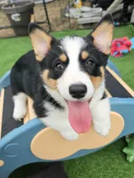 Messi, a male Pembroke Welsh Corgi for sale in Conroe, TX – Photo 3 of 6