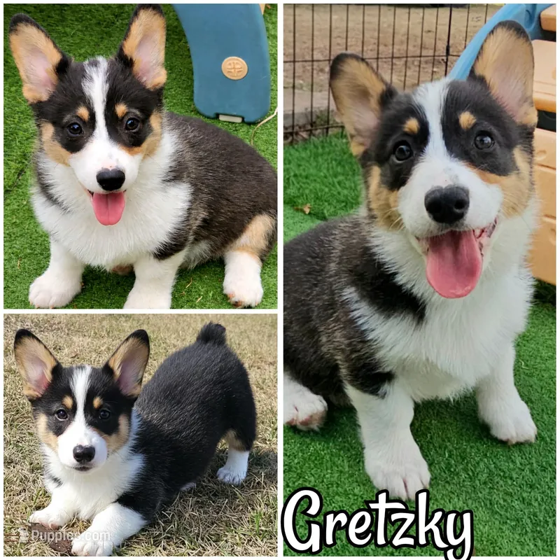 Gretzky , a male Pembroke Welsh Corgi for sale in Conroe, TX – Photo 1 of 9