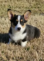 Gretzky , a male Pembroke Welsh Corgi for sale in Conroe, TX – Photo 8 of 9
