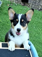 Gretzky , a male Pembroke Welsh Corgi for sale in Conroe, TX – Photo 4 of 9