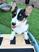Gretzky , a male Pembroke Welsh Corgi for sale in Conroe, TX – Photo 6 of 9
