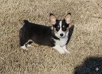 Gretzky , a male Pembroke Welsh Corgi for sale in Conroe, TX – Photo 7 of 9