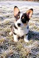 Gretzky , a male Pembroke Welsh Corgi for sale in Conroe, TX – Photo 9 of 9
