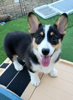 Gretzky , a male Pembroke Welsh Corgi for sale in Conroe, TX – Photo 2 of 9