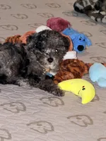 Comet, a male Goldendoodle for sale in Austin, TX – 1 of 6