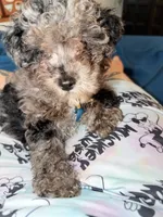 Comet, a male Goldendoodle for sale in Austin, TX – 2 of 6