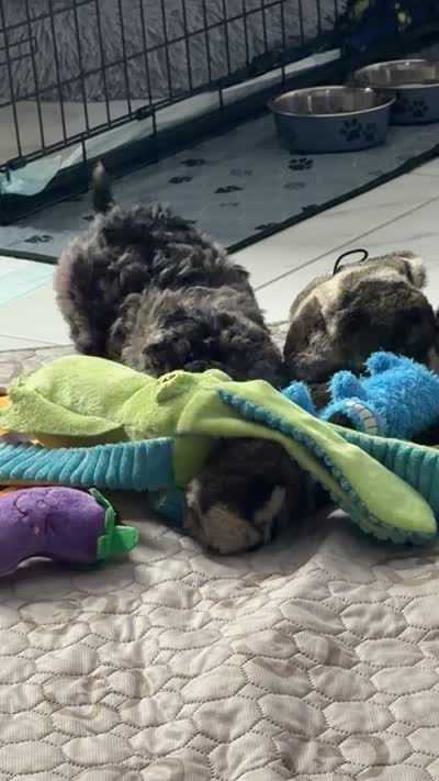 Comet, a male Goldendoodle for sale in Austin, TX – 6 of 6