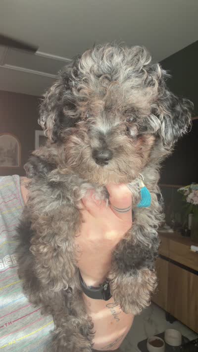 Comet, a male Goldendoodle for sale in Austin, TX – 5 of 6