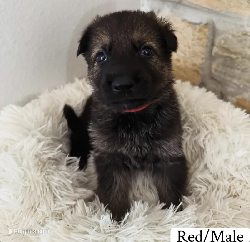 Red – German Shepherd Dog puppy for sale in Cocoa, FL