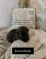Brown, a male German Shepherd Dog for sale in Cocoa, FL – 1 of 1