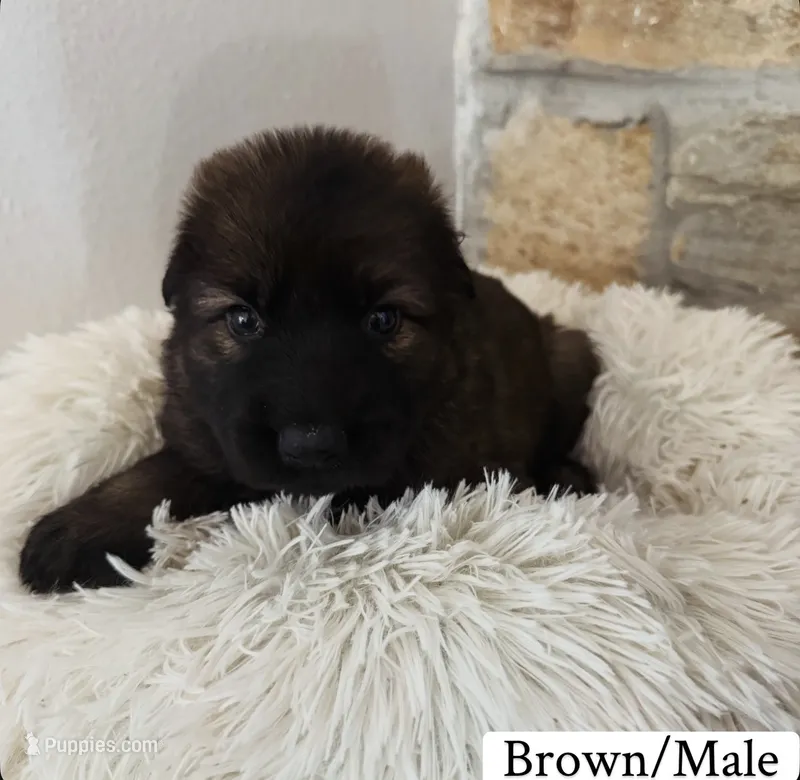 Brown – German Shepherd Dog puppy for sale in Cocoa, FL