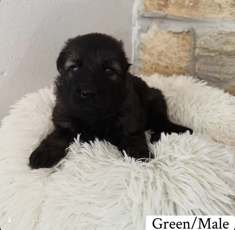 Green  – German Shepherd Dog puppy for sale in Cocoa, FL