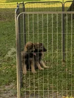 Red , a male German Shepherd Dog for sale in Cocoa, FL – 2 of 4