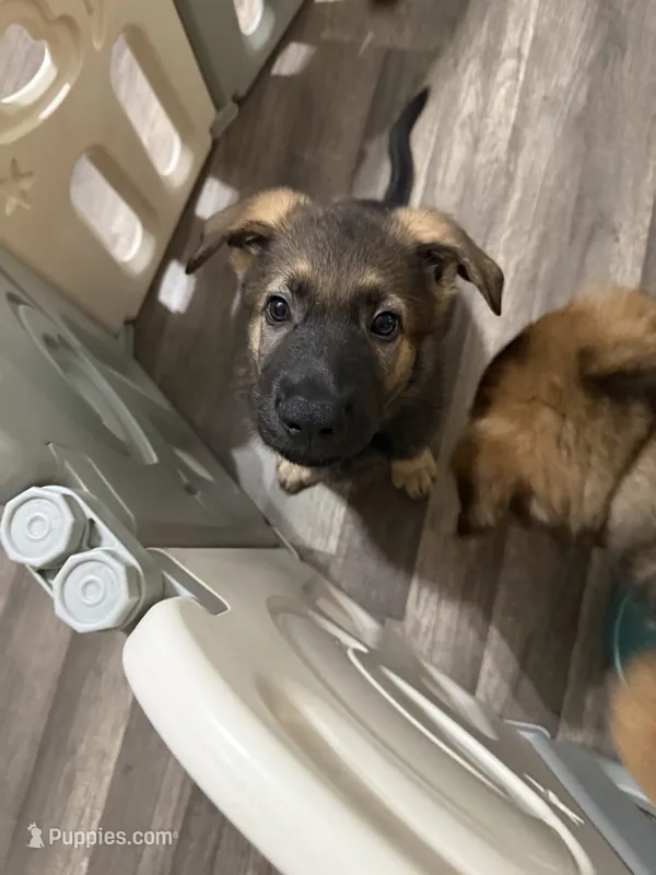 Red  – German Shepherd Dog puppy for sale in Cocoa, FL