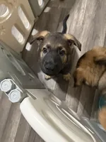 Red , a male German Shepherd Dog for sale in Cocoa, FL – 1 of 4