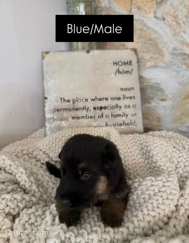 Blue – German Shepherd Dog puppy for sale in Cocoa, FL