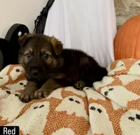 Red , a male German Shepherd Dog for sale in Cocoa, FL – 3 of 4