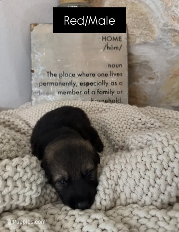 Red – German Shepherd Dog puppy for sale in Cocoa, FL
