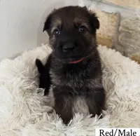 Red , a male German Shepherd Dog for sale in Cocoa, FL – 4 of 4