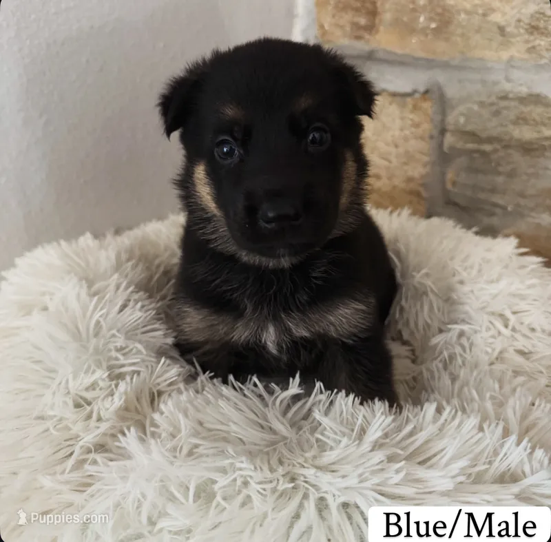 Blue – German Shepherd Dog puppy for sale in Cocoa, FL