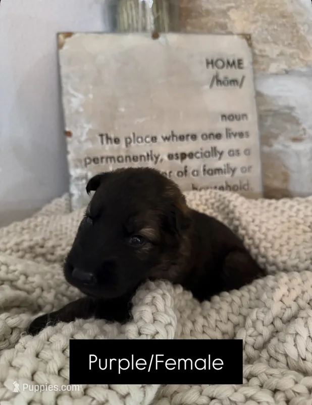Purple  – German Shepherd Dog puppy for sale in Cocoa, FL