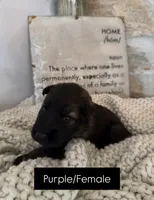 Purple , a male German Shepherd Dog for sale in Cocoa, FL – 1 of 1
