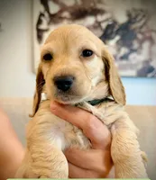 Robin, a male Miniature Dachshund for sale in Rancho Cordova, CA – 1 of 5