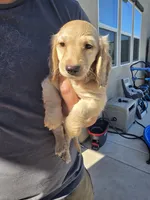 Robin, a male Miniature Dachshund for sale in Rancho Cordova, CA – 5 of 5
