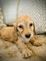 Robin, a male Miniature Dachshund for sale in Rancho Cordova, CA – 3 of 5