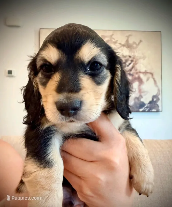 Nyx – Miniature Dachshund puppy for sale in Rancho Cordova, CA