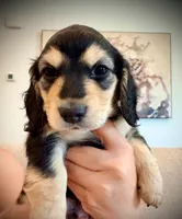 Nyx, a male Miniature Dachshund for sale in Rancho Cordova, CA – 1 of 2