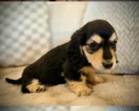 Nyx, a male Miniature Dachshund for sale in Rancho Cordova, CA – 2 of 2