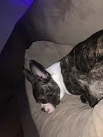 Tootsies , a female Boston Terrier for sale in New Baltimore, MI – 2 of 2