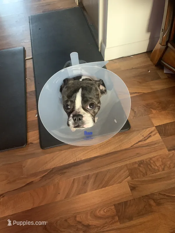 Tootsies  – Boston Terrier puppy for sale in New Baltimore, MI