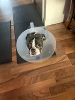 Tootsies , a female Boston Terrier for sale in New Baltimore, MI – 1 of 2