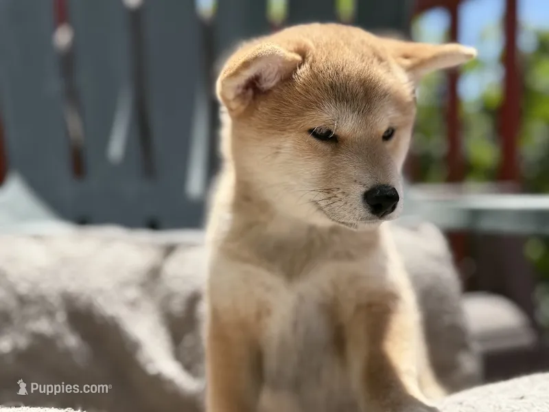Summer – Shiba Inu puppy for sale in San Francisco, CA