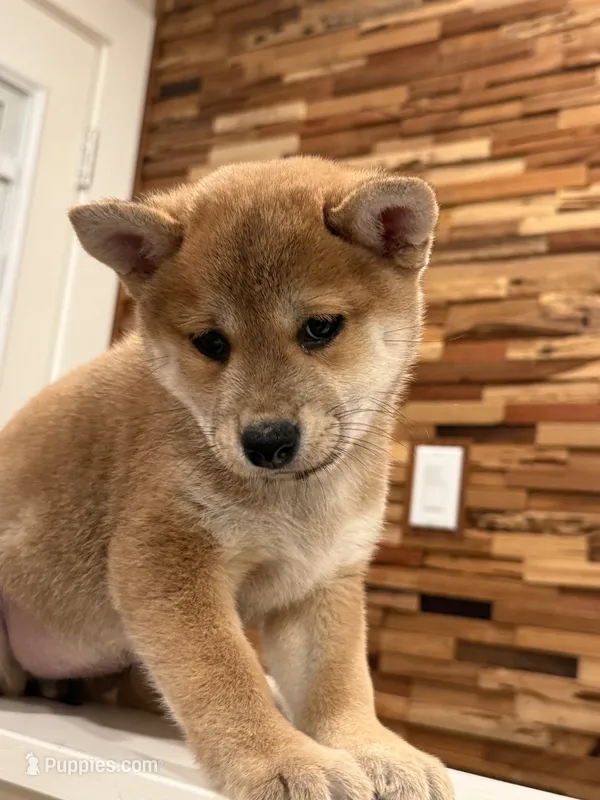 Bo – Shiba Inu puppy for sale in San Francisco, CA