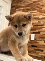 Bo, a male Shiba Inu for sale in San Francisco, CA – 1 of 3