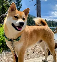 Bo, a male Shiba Inu for sale in San Francisco, CA – 3 of 3