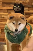Bo, a male Shiba Inu for sale in San Francisco, CA – 2 of 3