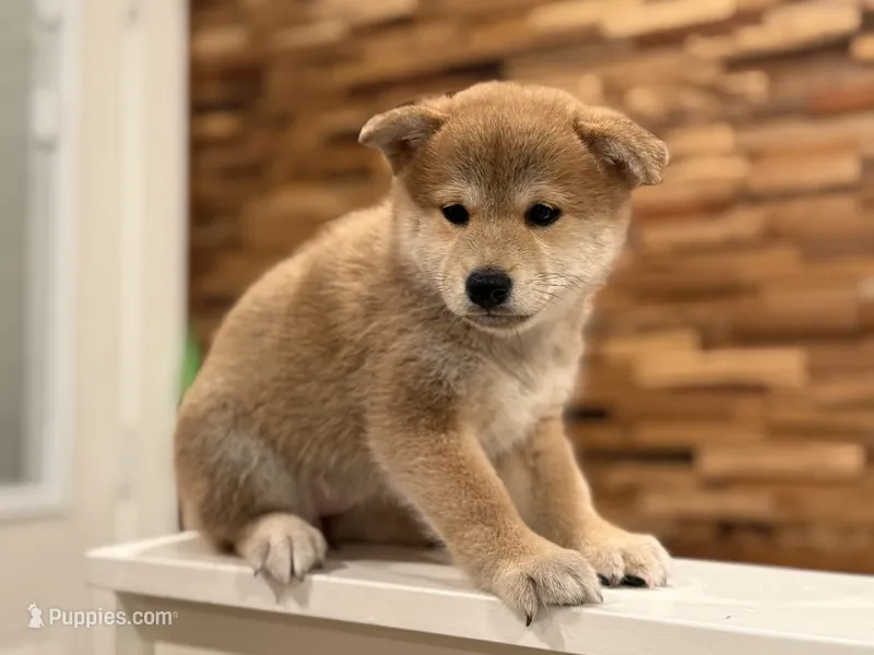 Summer – Shiba Inu puppy for sale in San Francisco, CA
