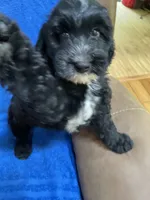Chip, a male Aussiedoodle for sale in McDonald, TN – 2 of 5