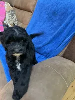 Chip, a male Aussiedoodle for sale in McDonald, TN – 3 of 5